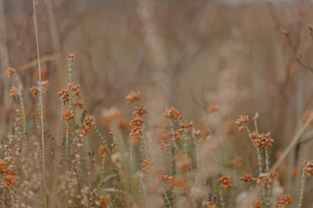 阿里重回“古典阿里”